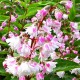 Дейція (Deutzia)