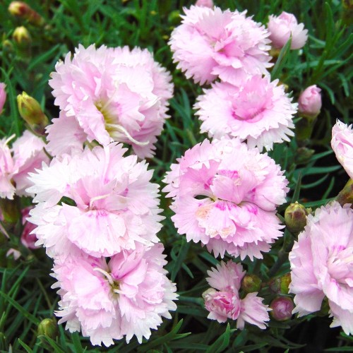 Гвоздика пір'яста "Double Rose"