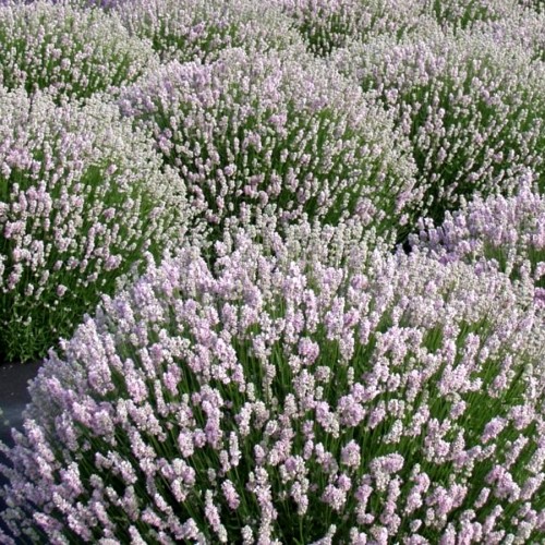 Лаванда вузьколиста "Rosea"