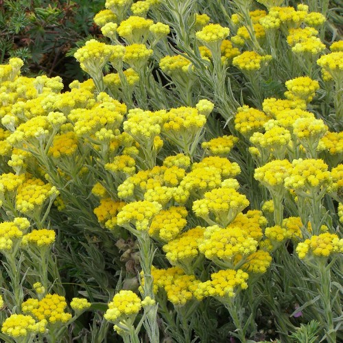 Цмин піщаний (Безсмертник)
