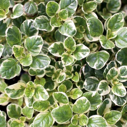 Материнка звичайна "Panta" (Орегано "Panta")
