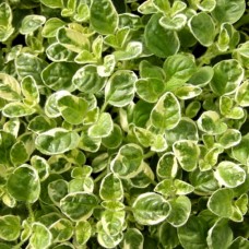 Материнка звичайна "Variegata" (Орегано "Variegata") Материнка звичайна "Variegata" (Орегано "Variegata")