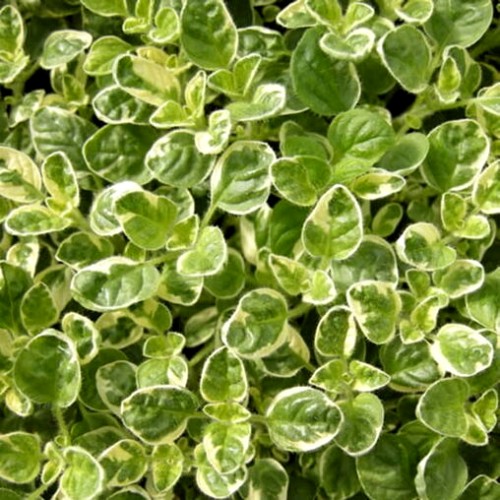 Материнка звичайна "Variegata" (Орегано "Variegata")