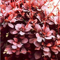 Барбарис Тунберга "Atropurpurea"