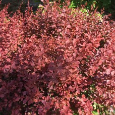 Барбарис Тунберга "Atropurpurea Nana"