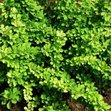 Барбарис Тунберга "Green Carpet"