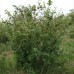 Кизильник чорноплідний Кизильник чорноплідний