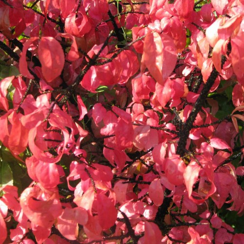 Бересклет бородавчастий (Бруслина бородавчаста)