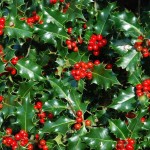 Падуб (Ilex)