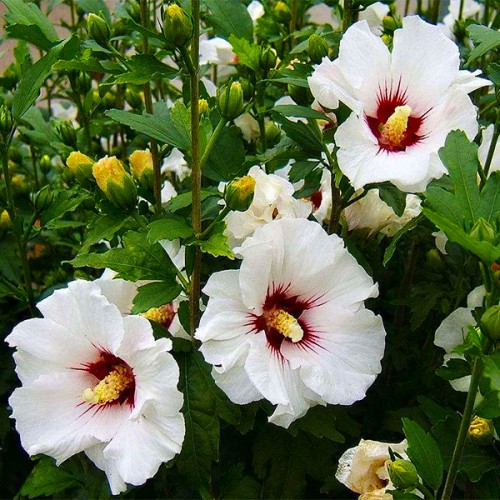 Гібіскус сірійський деревовидний "Melrose"