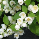 Жасмин садовий (Philadelphus)