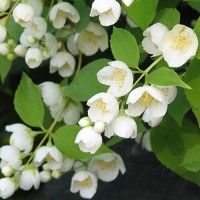 Жасмин садовий (Philadelphus)