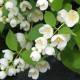 Жасмин садовий (Philadelphus)