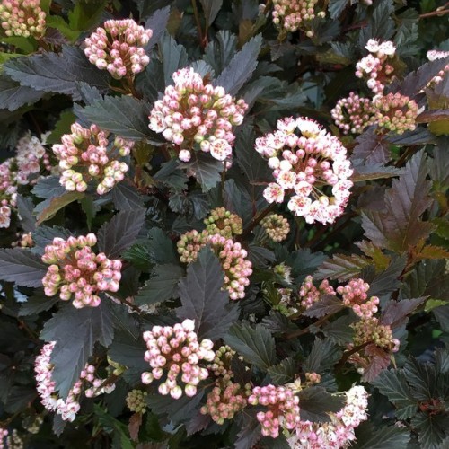 Пухиреплідник калинолистий "Summer Wine"