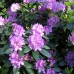 Рододендрон катевбинський "Grandiflorum"