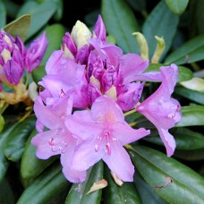 Рододендрон катевбинський "Grandiflorum"