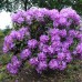 Рододендрон катевбинський "Grandiflorum"