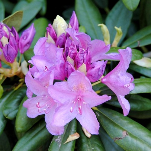 Рододендрон катевбинський "Grandiflorum"