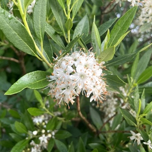 Рододендрон дрібноквітковий