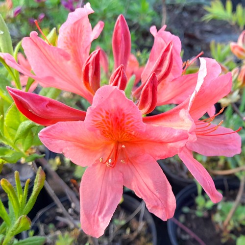 Рододендрон японський