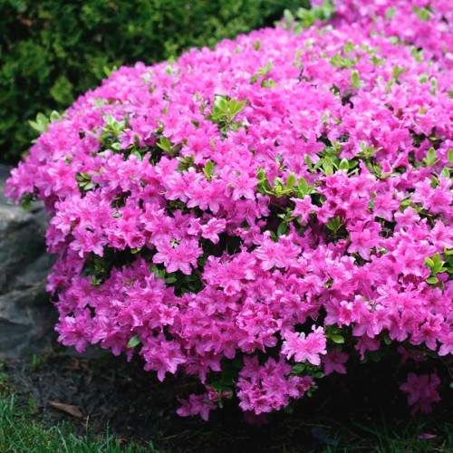 Рододендрон пукханський (Рододендрон корейський)