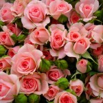 Троянди (Rosa)