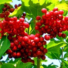 Калина червона (Калина звичайна) Калина червона (Калина звичайна)