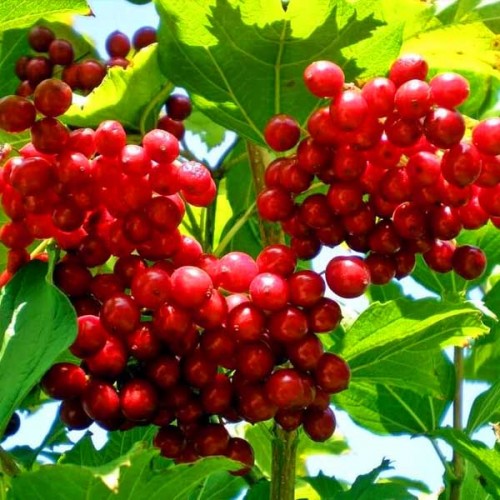 Калина червона (Калина звичайна)