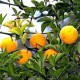 Понцирус трилистий (Лимон японський трилистий)