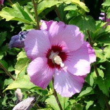 Гібіскус сірійський деревовидний рожевий