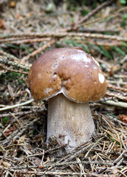 Світ грибів України