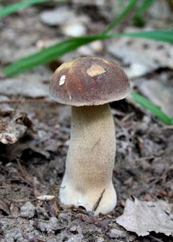 Світ грибів України