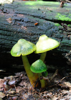 Світ грибів України