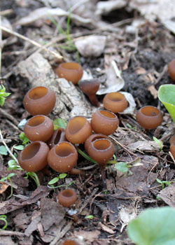 Світ грибів України