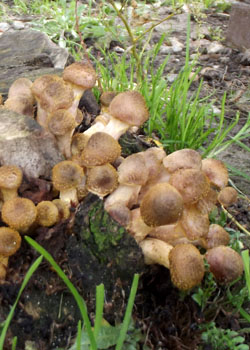 Світ грибів України