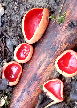 Світ грибів України