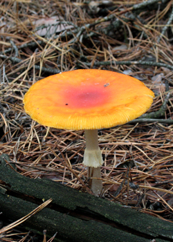 Світ грибів України