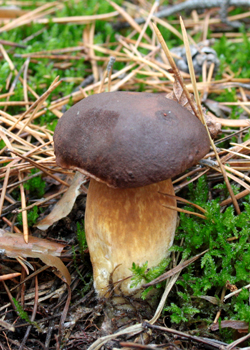 Світ грибів України