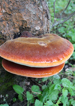 Світ грибів України