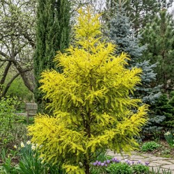 Таксодій дворядний "Peve Yellow"