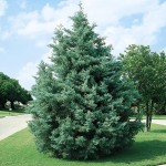 Кипарис (Cupressus)