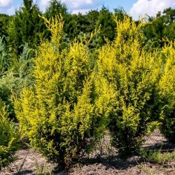 Кипарисовик горохоплідний “Plumosa Aurea”