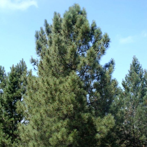 Сосна струнка