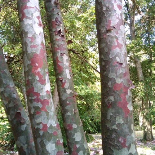 Сосна Бунге (Сосна білокора)