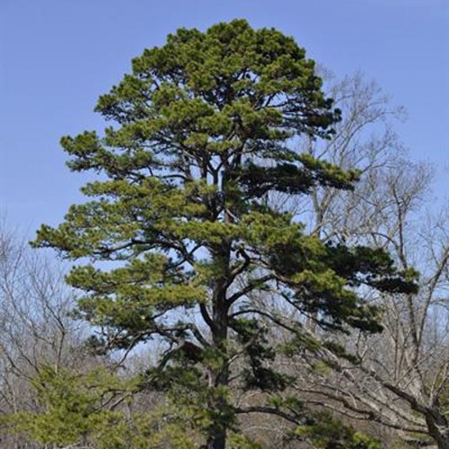 Сосна короткохвойна (Сосна їжакувата)