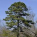 Сосна короткохвойна (Сосна їжакувата)