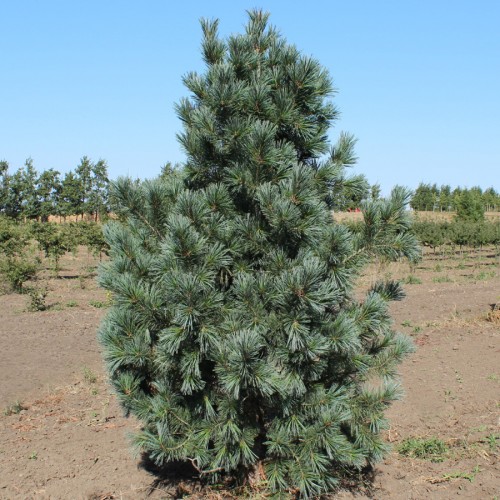 Сосна м'яка (Сосна гнучка)