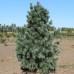 Сосна м'яка (Сосна гнучка)