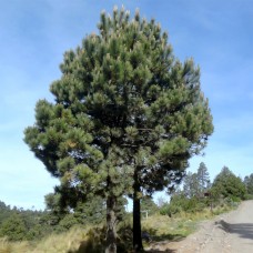 Сосна Хартвега