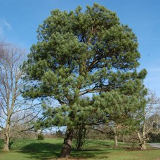 Сосна ладанна